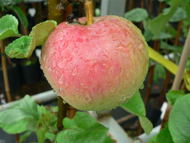 Характеристики и описание яблони Зимний шафран